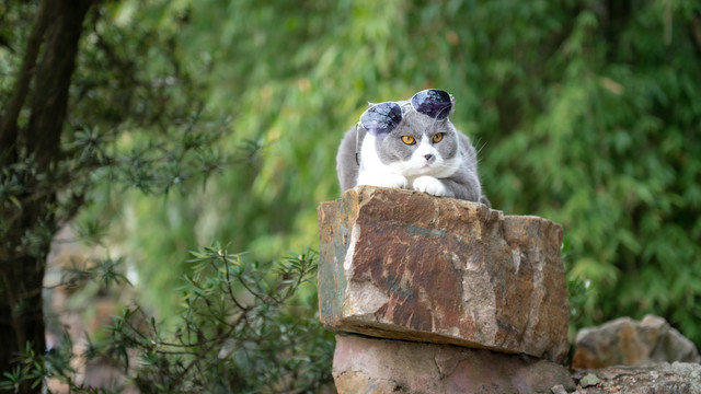 野外趴着的戴眼镜小猫咪