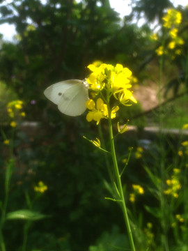 菜花