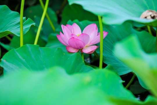 荷花素材