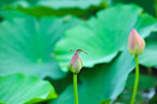 荷花素材