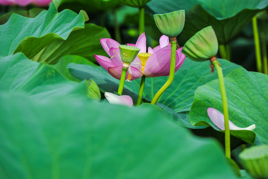 荷花素材