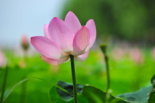 荷花素材
