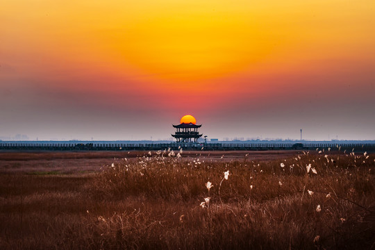 鄱湖湿地