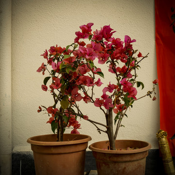 盆栽小红花