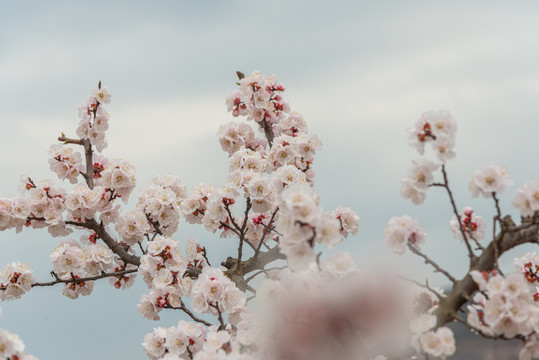 杏花