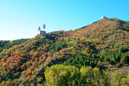 长城红叶