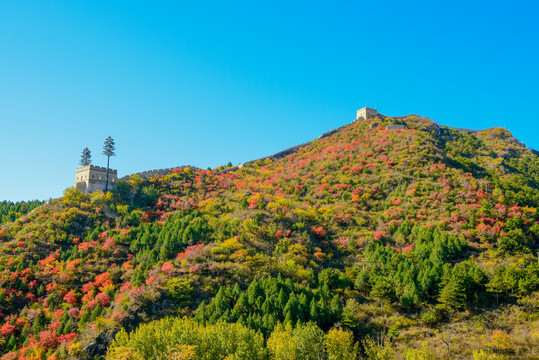 长城红叶