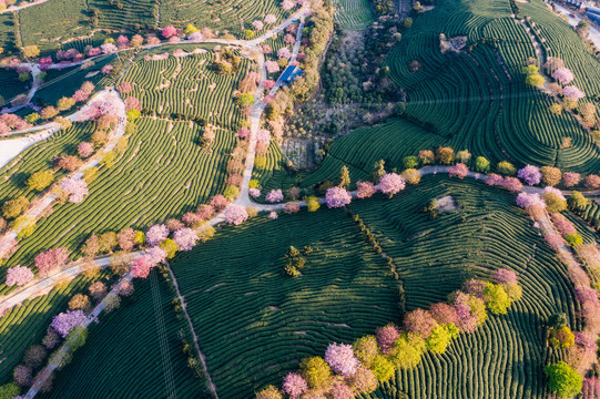 永福樱花茶园自然风景黄昏航拍