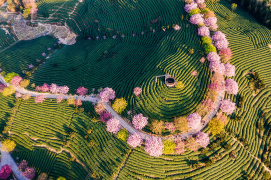 永福樱花茶园自然风景黄昏航拍