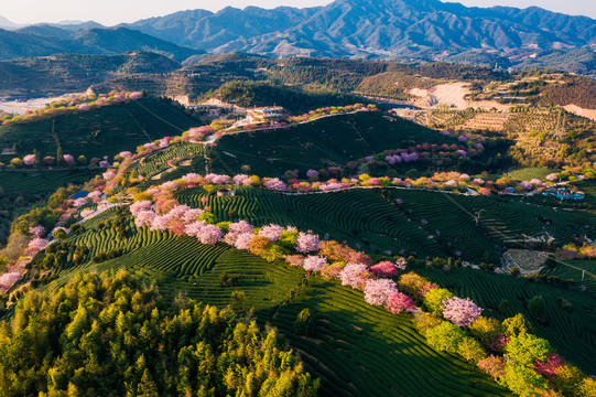 永福樱花茶园自然风景黄昏航拍