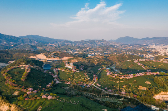 永福樱花茶园自然风景黄昏航拍