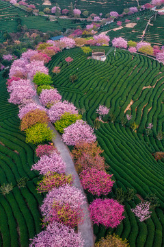 永福樱花茶园自然风景清晨航拍