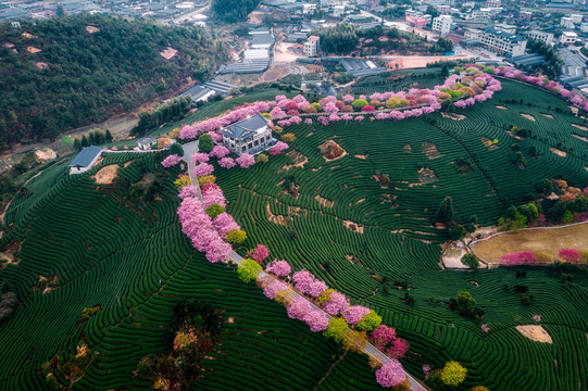 永福樱花茶园自然风景清晨航拍