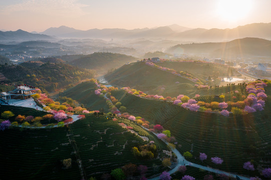 永福樱花茶园自然风景日出航拍