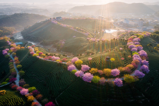 永福樱花茶园自然风景日出航拍