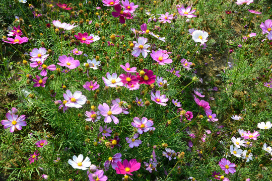 格桑花田