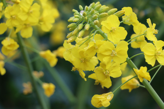 油菜花