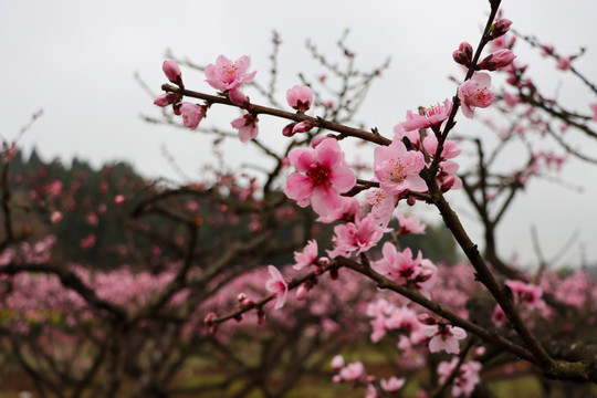 桃花