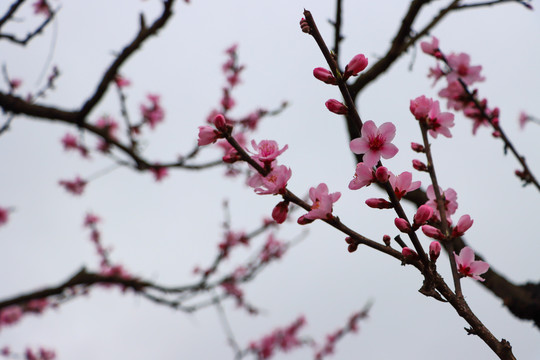 桃花