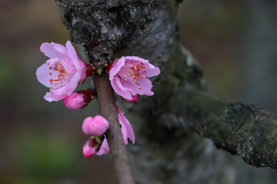 桃花