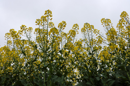 油菜花