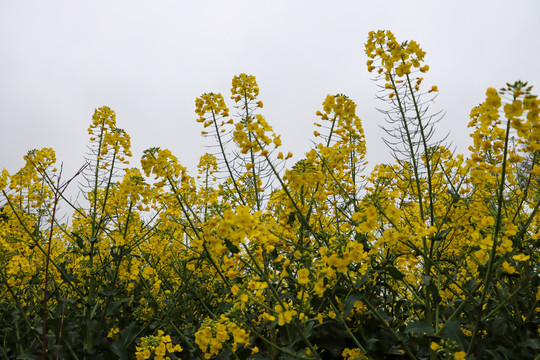 油菜花