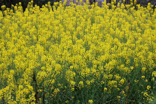 油菜花