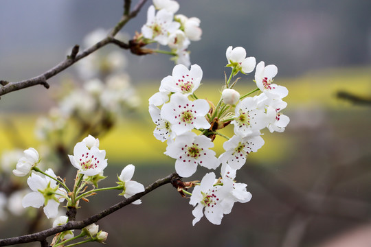 梨花