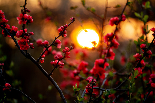 夕阳海棠花