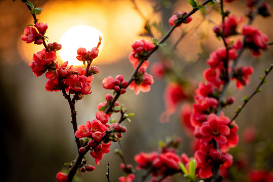 夕阳海棠花