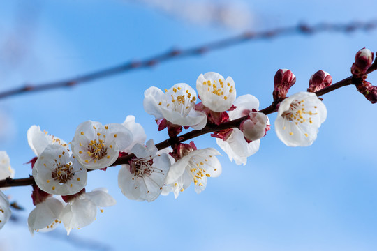 杏花花枝