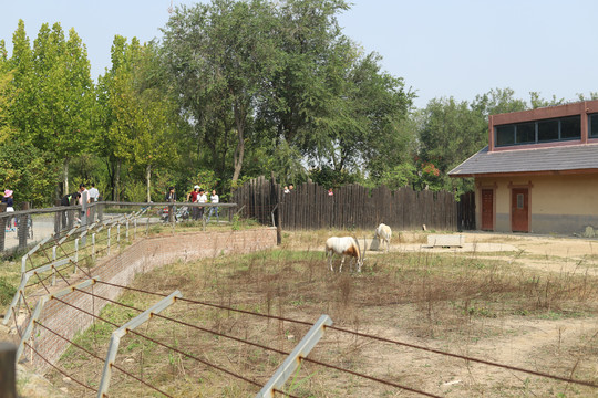 黄河三角洲动物园里圈养的羚羊