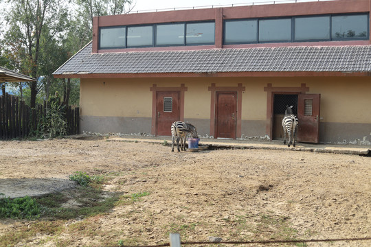 动物园的斑马