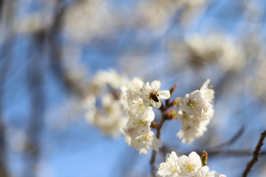 春日樱花上的小蜜蜂