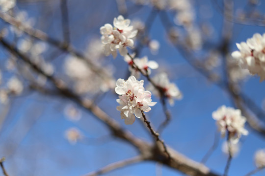 蓝天背景白色樱花