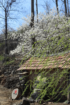 柳条樱花小屋