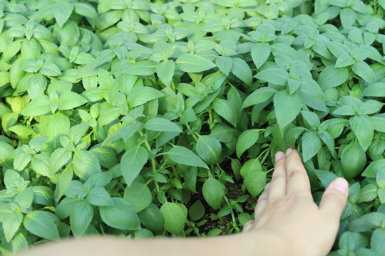 九层塔植物