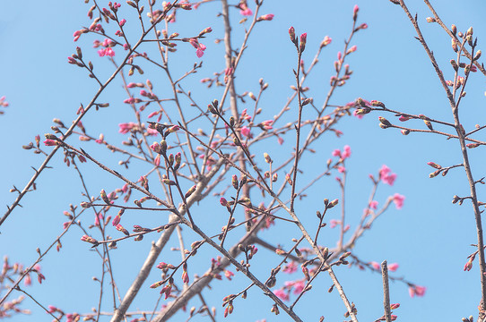 樱花点点