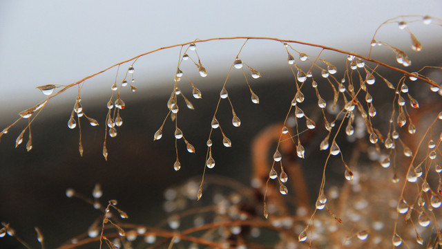 阴雨天野草