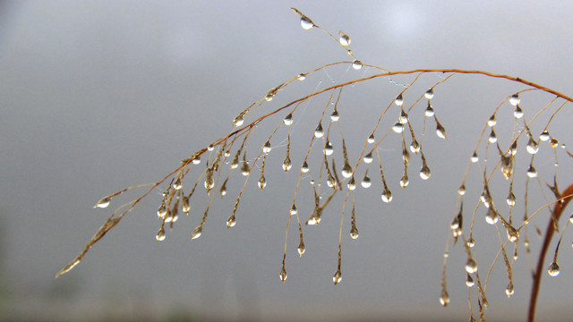 阴雨天野草