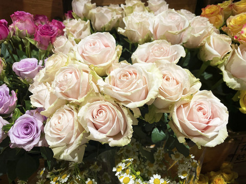 玫瑰花