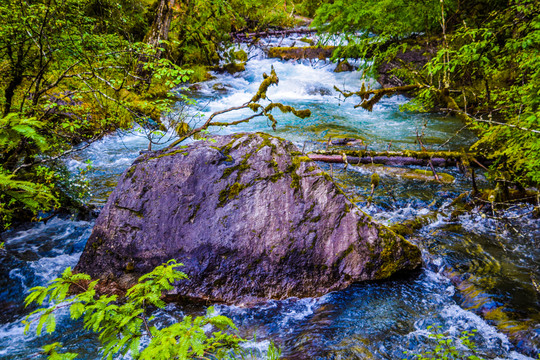 溪流河流水草