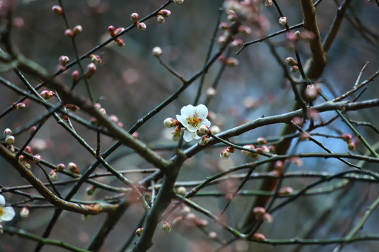 梅花