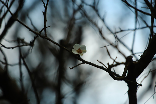 梅花