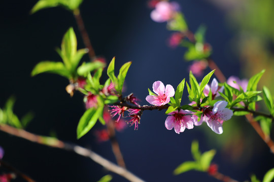 桃花