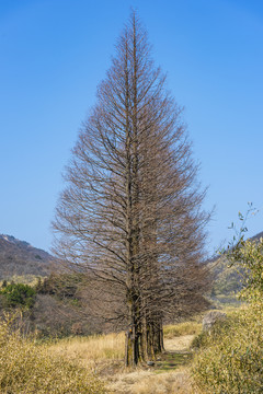 森林