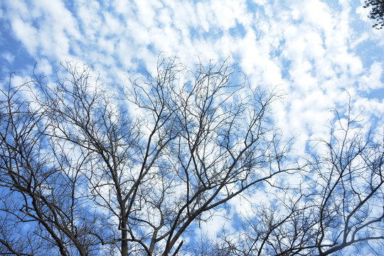 冬日天空树枝