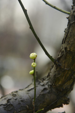 绿梅萼花苞