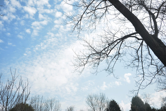 天空与树枝