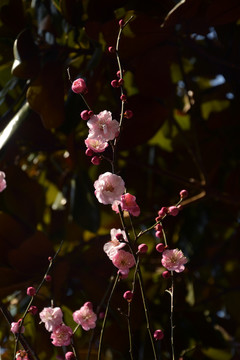 梅花枝